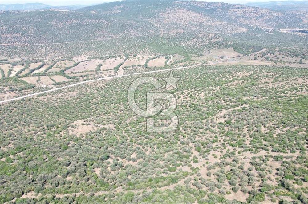 ALİAĞA KALABAK'TA (3690 M2) SATILIK ZEYTİNLİ TARLA