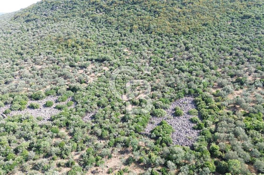ALİAĞA KALABAK'TA (1462 M2) SATILIK ZEYTİNLİK