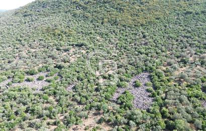 ALİAĞA KALABAK'TA (1462 M2) SATILIK ZEYTİNLİK