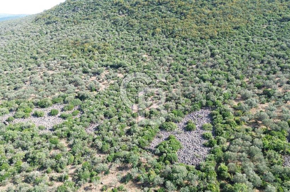 ALİAĞA KALABAK'TA (1462 M2) SATILIK ZEYTİNLİK