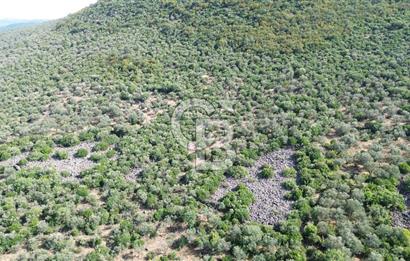 ALİAĞA KALABAK'TA (1462 M2) SATILIK ZEYTİNLİK