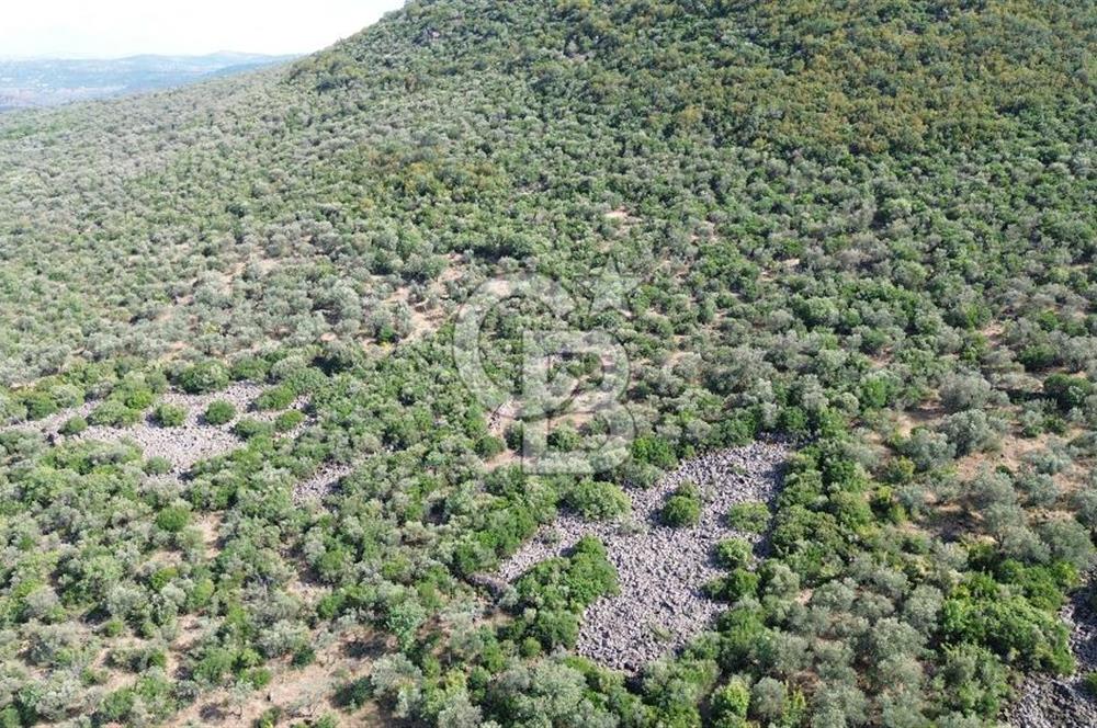 ALİAĞA KALABAK'TA (1462 M2) SATILIK ZEYTİNLİK