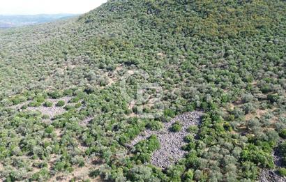 ALİAĞA KALABAK'TA (1462 M2) SATILIK ZEYTİNLİK