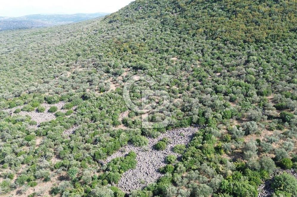 ALİAĞA KALABAK'TA (1462 M2) SATILIK ZEYTİNLİK