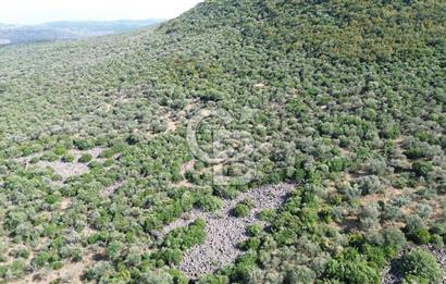 ALİAĞA KALABAK'TA (1462 M2) SATILIK ZEYTİNLİK