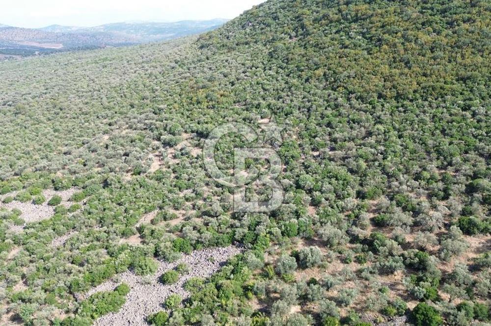 ALİAĞA KALABAK'TA (1462 M2) SATILIK ZEYTİNLİK