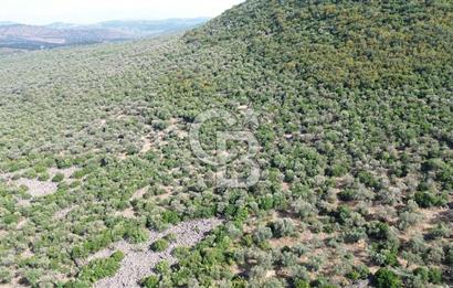 ALİAĞA KALABAK'TA (1462 M2) SATILIK ZEYTİNLİK