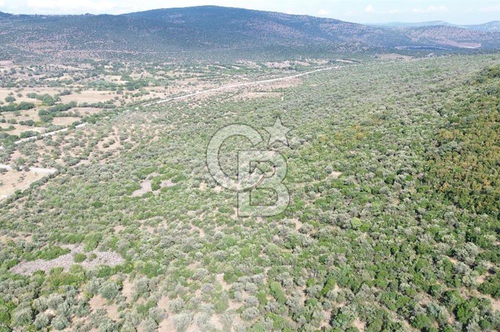 ALİAĞA KALABAK'TA (1462 M2) SATILIK ZEYTİNLİK