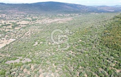 ALİAĞA KALABAK'TA (1462 M2) SATILIK ZEYTİNLİK