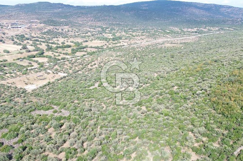 ALİAĞA KALABAK'TA (1462 M2) SATILIK ZEYTİNLİK