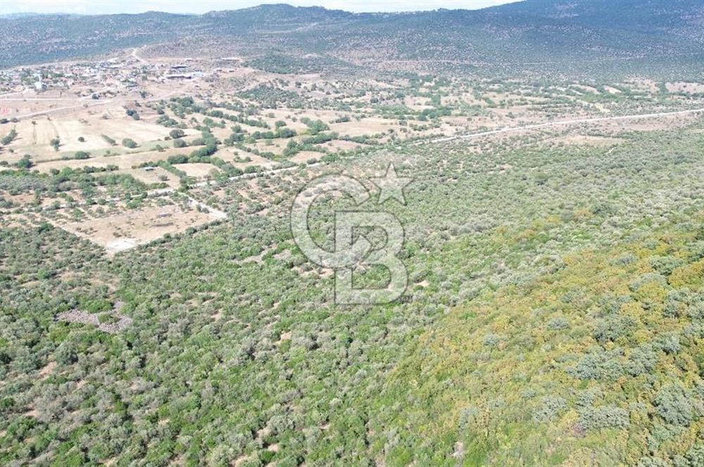 ALİAĞA KALABAK'TA (1462 M2) SATILIK ZEYTİNLİK