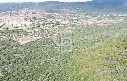 ALİAĞA KALABAK'TA (1462 M2) SATILIK ZEYTİNLİK