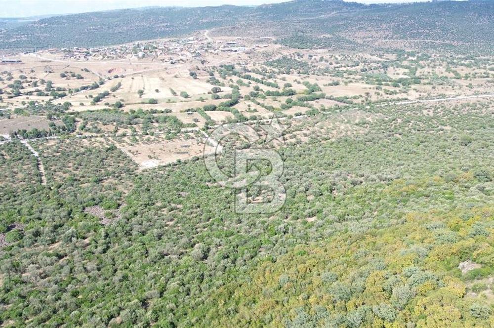 ALİAĞA KALABAK'TA (1462 M2) SATILIK ZEYTİNLİK