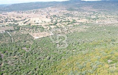 ALİAĞA KALABAK'TA (1462 M2) SATILIK ZEYTİNLİK