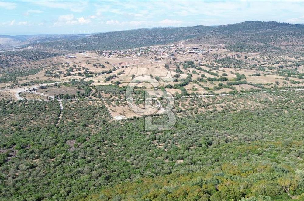 ALİAĞA KALABAK'TA (1462 M2) SATILIK ZEYTİNLİK