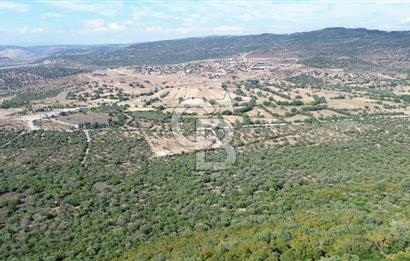 ALİAĞA KALABAK'TA (1462 M2) SATILIK ZEYTİNLİK