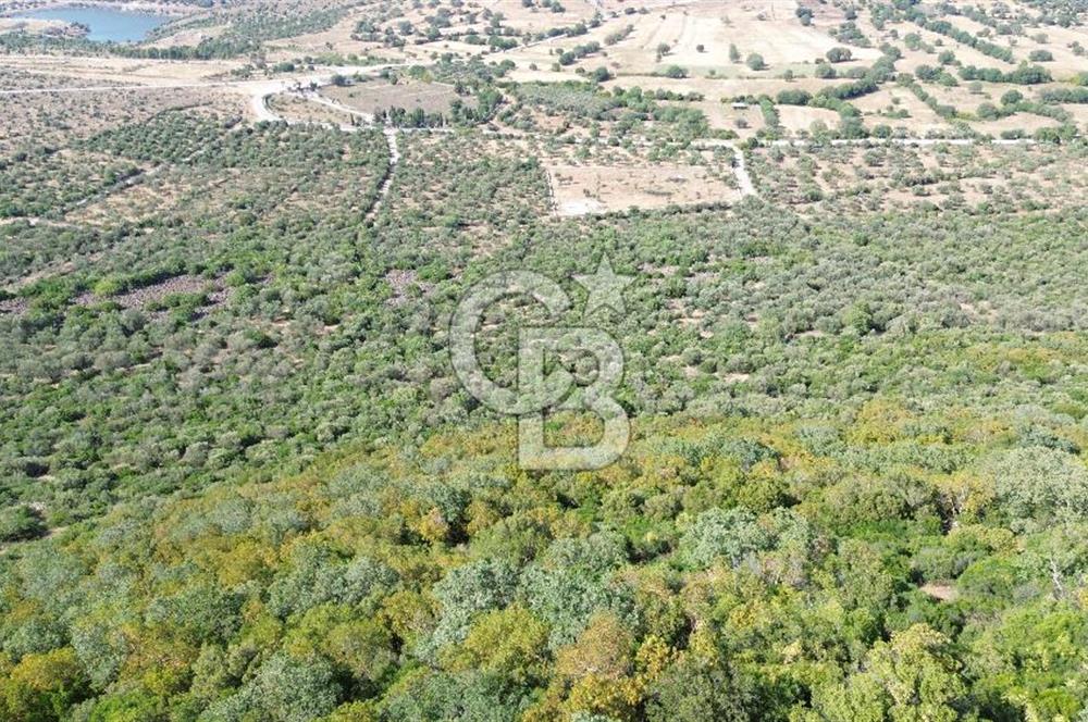 ALİAĞA KALABAK'TA (1462 M2) SATILIK ZEYTİNLİK