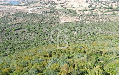 ALİAĞA KALABAK'TA (1462 M2) SATILIK ZEYTİNLİK