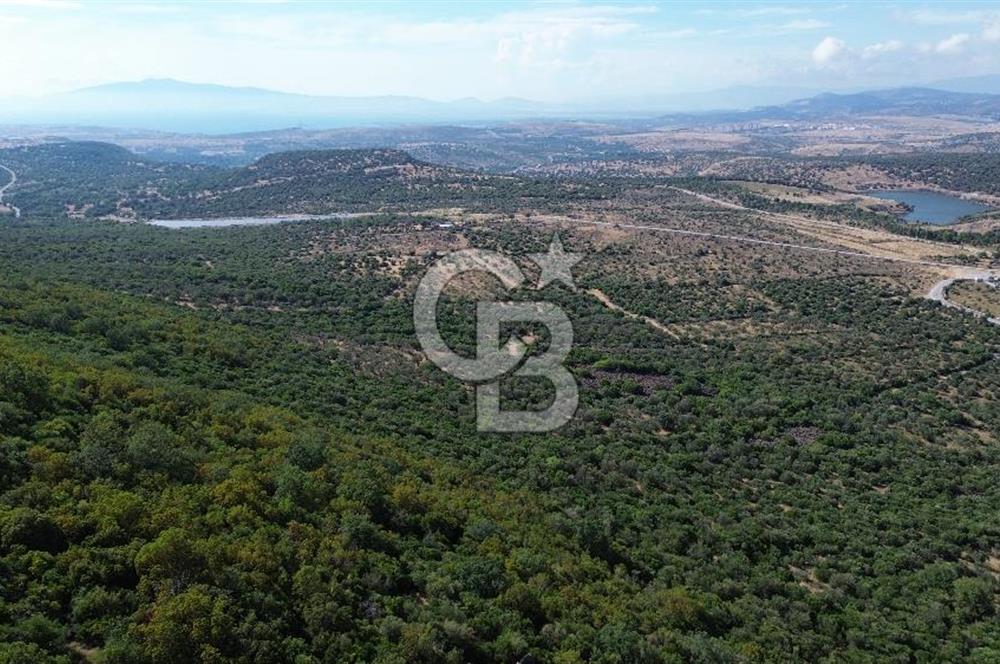 ALİAĞA KALABAK'TA (1462 M2) SATILIK ZEYTİNLİK