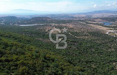 ALİAĞA KALABAK'TA (1462 M2) SATILIK ZEYTİNLİK