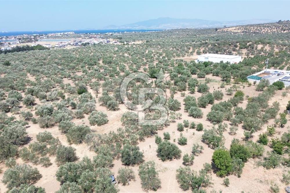 ŞAKRAN'DA İMAR SINIRINDA (723 M2) SATILIK ZEYTİNLİK