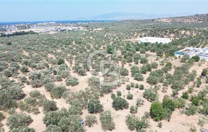 ŞAKRAN'DA İMAR SINIRINDA (723 M2) SATILIK ZEYTİNLİK
