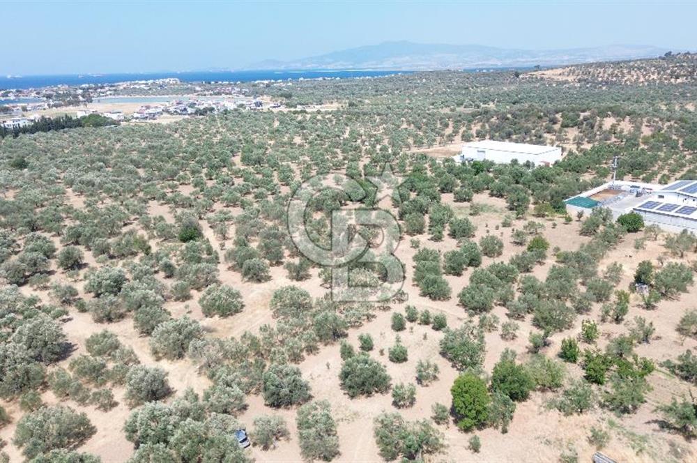 ŞAKRAN'DA İMAR SINIRINDA (723 M2) SATILIK ZEYTİNLİK