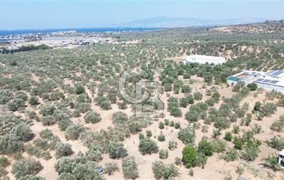 ŞAKRAN'DA İMAR SINIRINDA (723 M2) SATILIK ZEYTİNLİK