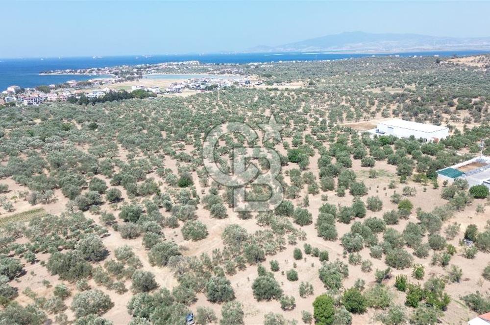 ŞAKRAN'DA İMAR SINIRINDA (723 M2) SATILIK ZEYTİNLİK