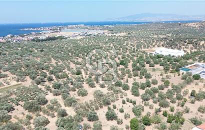 ŞAKRAN'DA İMAR SINIRINDA (723 M2) SATILIK ZEYTİNLİK