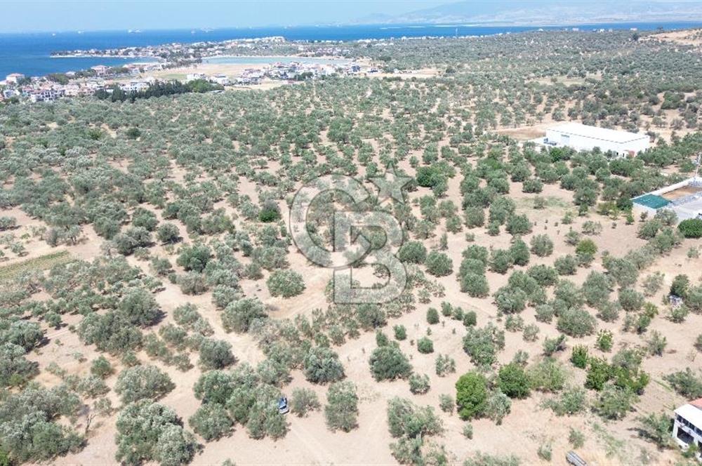ŞAKRAN'DA İMAR SINIRINDA (723 M2) SATILIK ZEYTİNLİK
