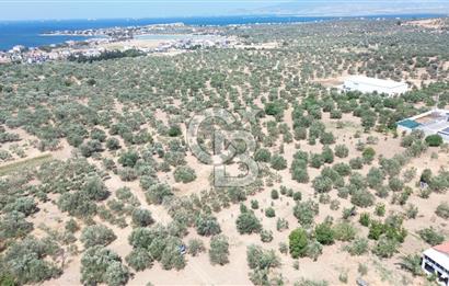 ŞAKRAN'DA İMAR SINIRINDA (723 M2) SATILIK ZEYTİNLİK