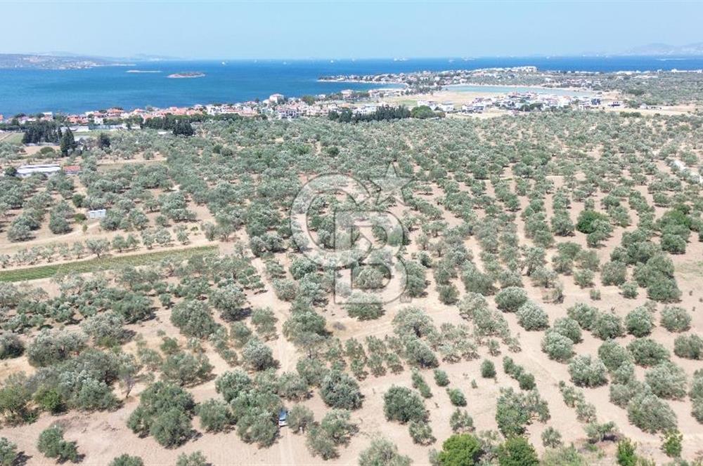 ŞAKRAN'DA İMAR SINIRINDA (723 M2) SATILIK ZEYTİNLİK