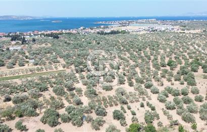 ŞAKRAN'DA İMAR SINIRINDA (723 M2) SATILIK ZEYTİNLİK