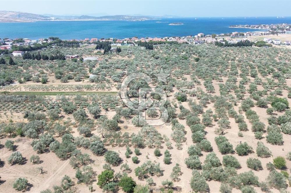 ŞAKRAN'DA İMAR SINIRINDA (723 M2) SATILIK ZEYTİNLİK