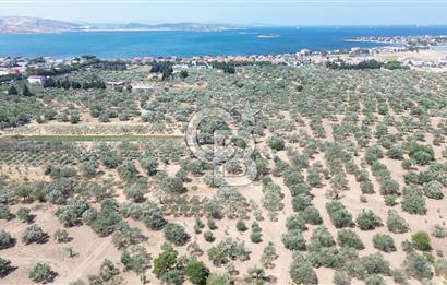 ŞAKRAN'DA İMAR SINIRINDA (723 M2) SATILIK ZEYTİNLİK