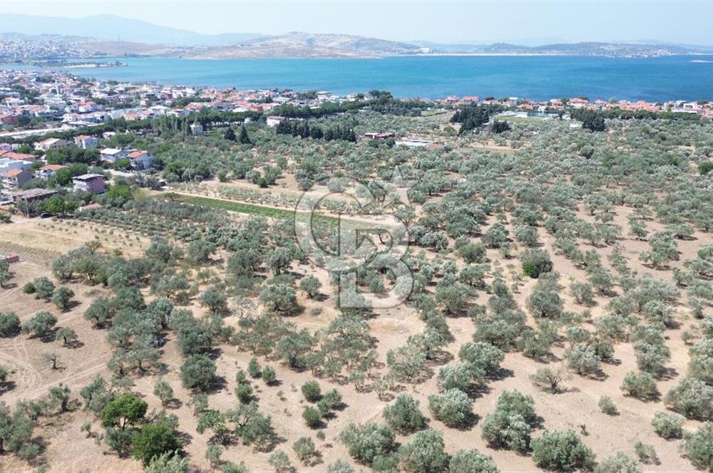 ŞAKRAN'DA İMAR SINIRINDA (723 M2) SATILIK ZEYTİNLİK
