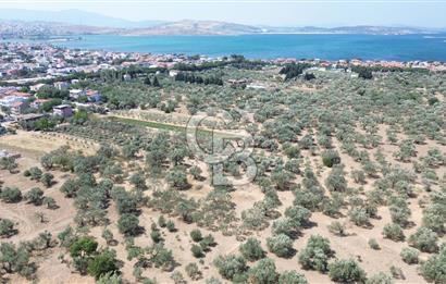ŞAKRAN'DA İMAR SINIRINDA (723 M2) SATILIK ZEYTİNLİK