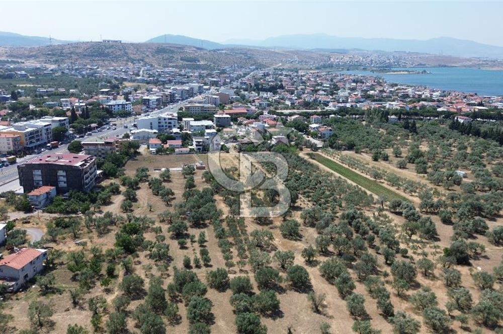 ŞAKRAN'DA İMAR SINIRINDA (723 M2) SATILIK ZEYTİNLİK