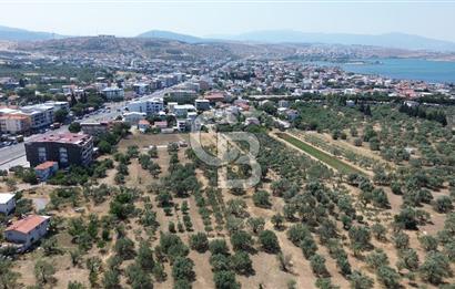 ŞAKRAN'DA İMAR SINIRINDA (723 M2) SATILIK ZEYTİNLİK
