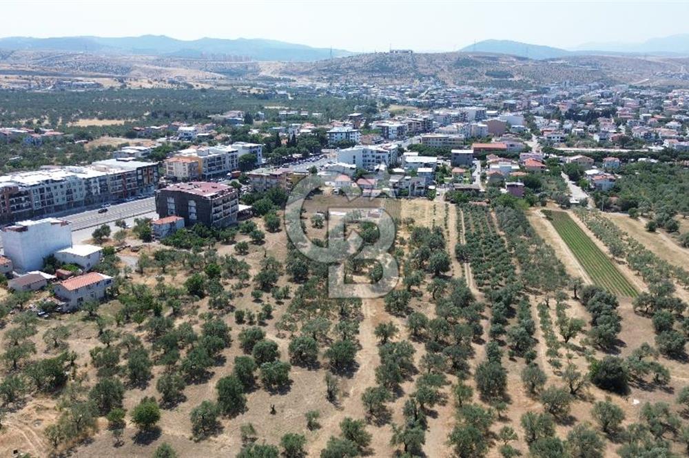 ŞAKRAN'DA İMAR SINIRINDA (723 M2) SATILIK ZEYTİNLİK