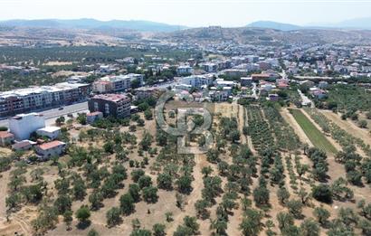 ŞAKRAN'DA İMAR SINIRINDA (723 M2) SATILIK ZEYTİNLİK