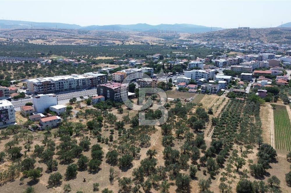 ŞAKRAN'DA İMAR SINIRINDA (723 M2) SATILIK ZEYTİNLİK