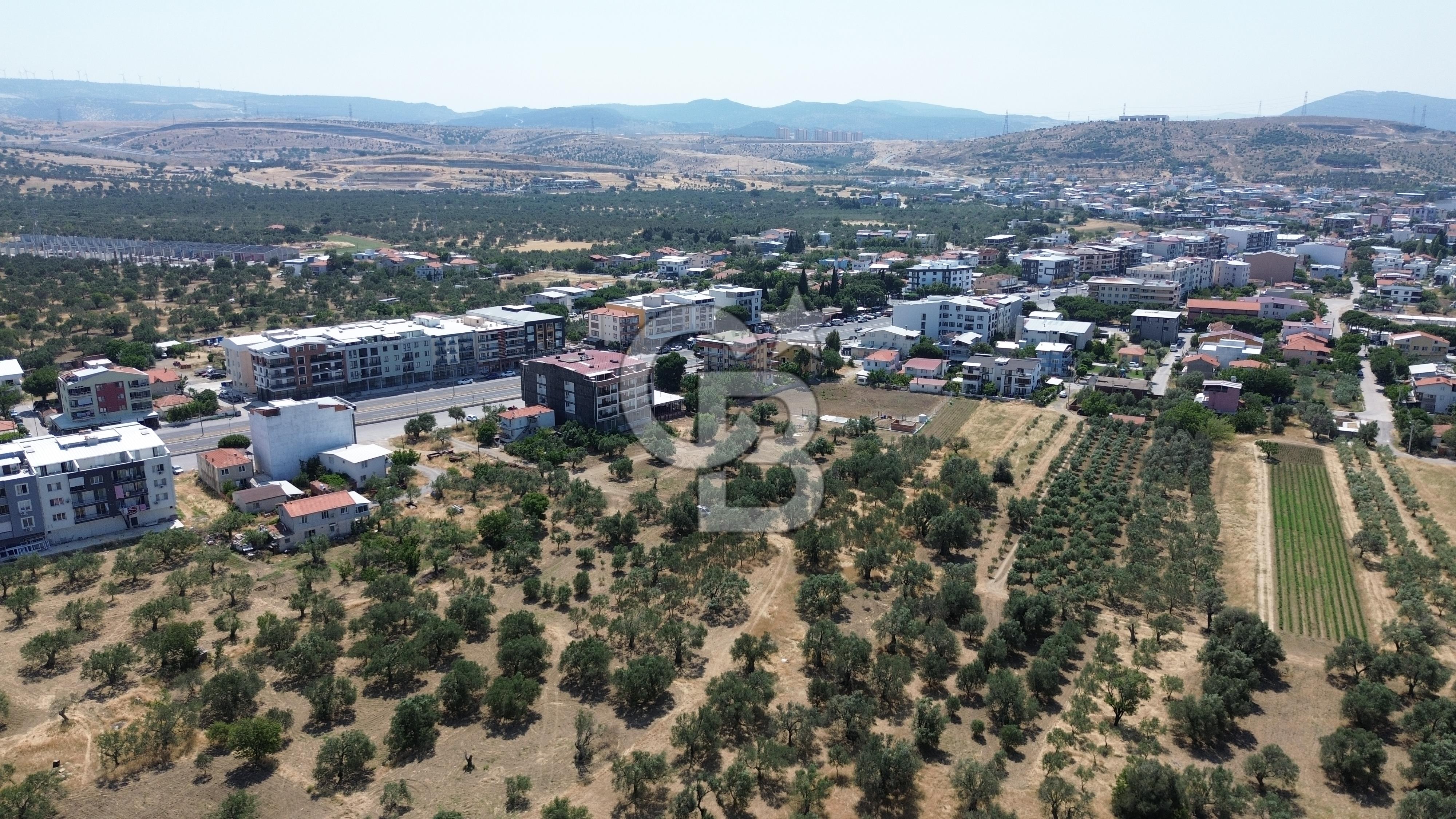 ŞAKRAN'DA İMAR SINIRINDA (723 M2) SATILIK ZEYTİNLİK