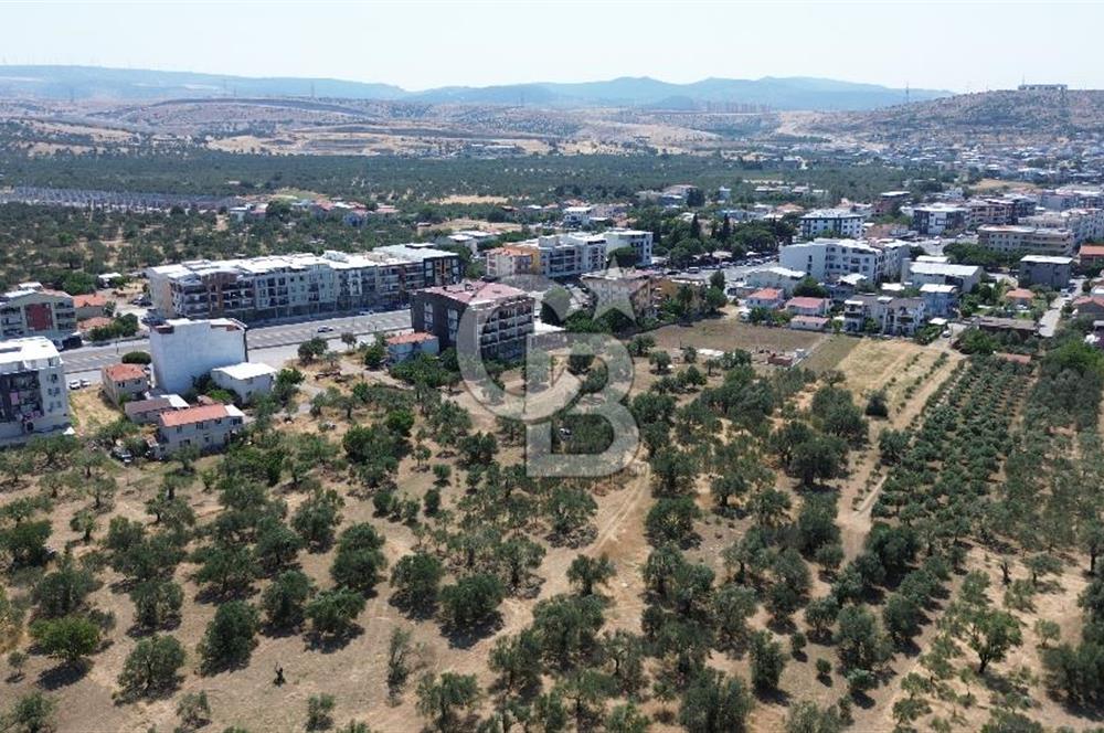 ŞAKRAN'DA İMAR SINIRINDA (723 M2) SATILIK ZEYTİNLİK