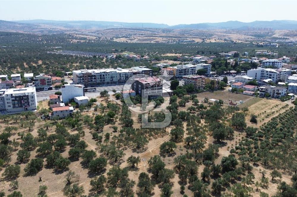 ŞAKRAN'DA İMAR SINIRINDA (723 M2) SATILIK ZEYTİNLİK