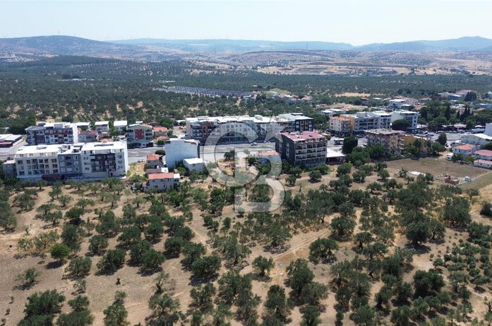 ŞAKRAN'DA İMAR SINIRINDA (723 M2) SATILIK ZEYTİNLİK