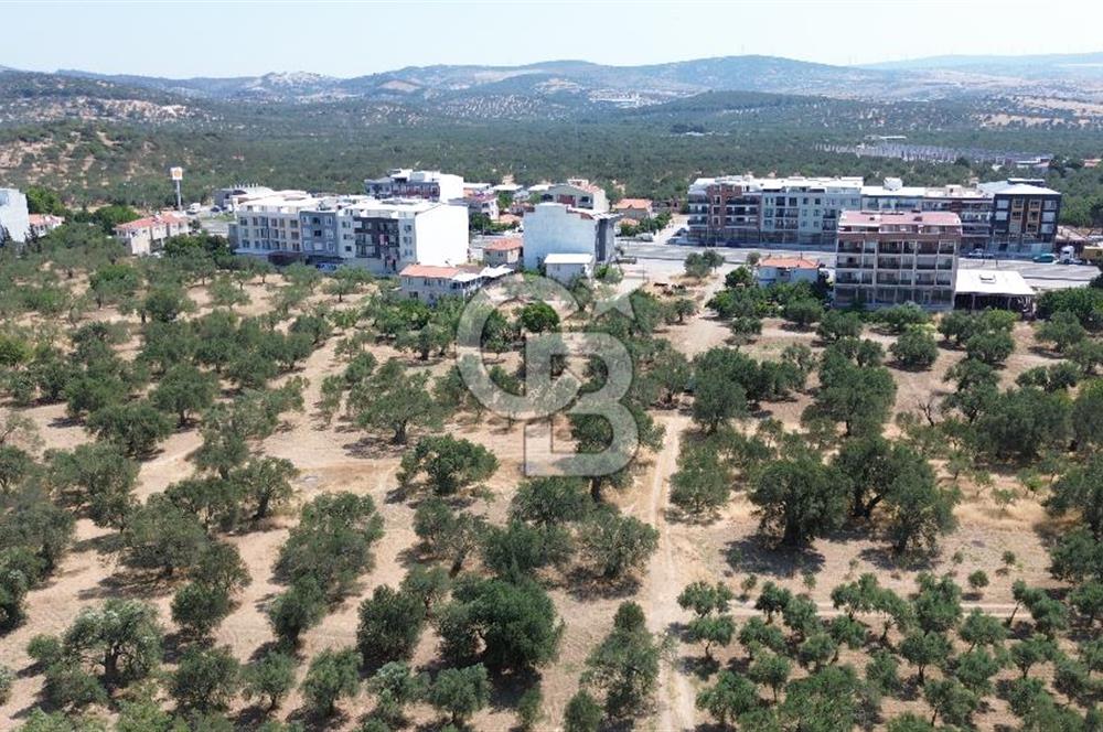 ŞAKRAN'DA İMAR SINIRINDA (723 M2) SATILIK ZEYTİNLİK