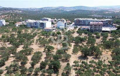 ŞAKRAN'DA İMAR SINIRINDA (723 M2) SATILIK ZEYTİNLİK
