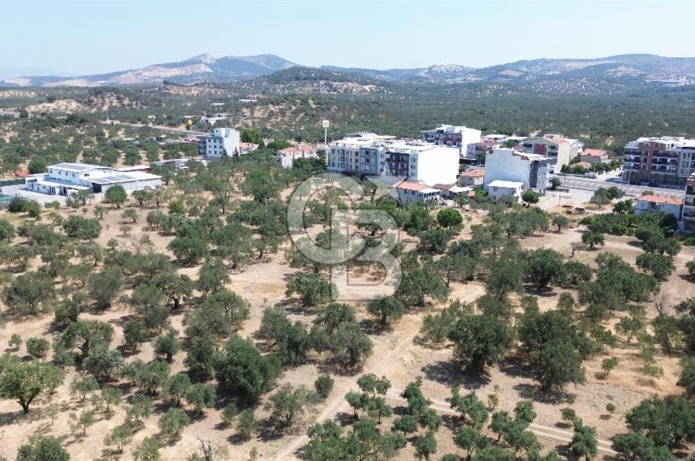 ŞAKRAN'DA İMAR SINIRINDA (723 M2) SATILIK ZEYTİNLİK